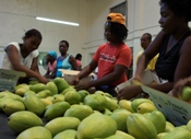 Haiti mango2 Thumbnail