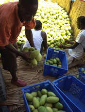 Haiti Mango3 Thumbnail