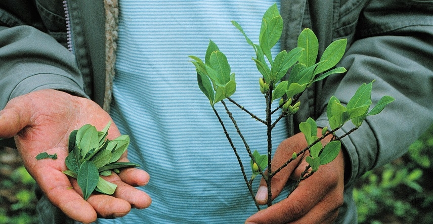 manos cargando mata verde